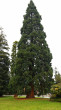 sekvojovec mamutí (Sequoiadendron giganteum) - park v Kanade (foto: Kristián Chalupka)